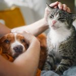 Price cap should be placed on vet prescriptions, watchdog says | UK News